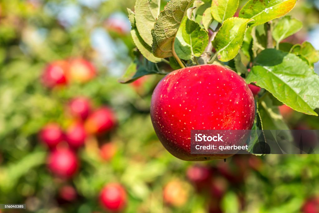 Roter Apfel - Lizenzfrei Agrarbetrieb Stock-Foto