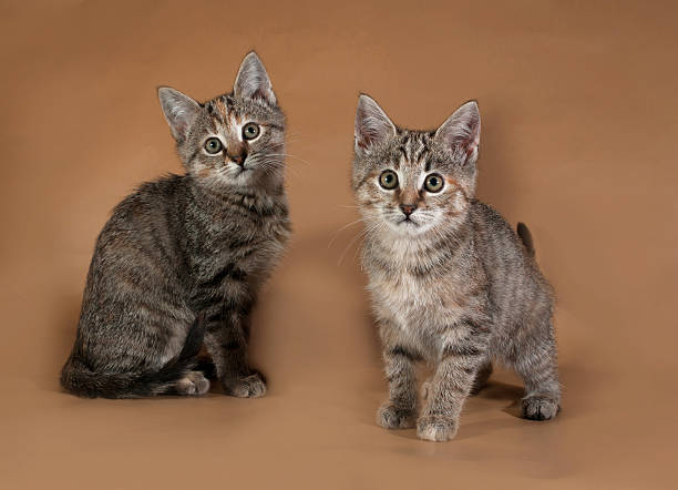 istock Two tricolor striped kitten standing on brown 516040853
