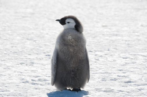 An Emperor Penguin chick looks sideways.