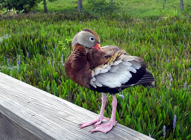 istock Black-bellied Whistling Duck (Dendrocygna autumnalis) 516041451