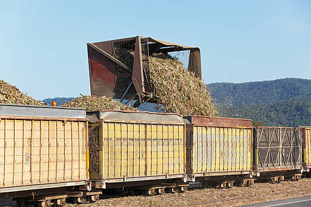Road to rail transfer of sugar cane for mill delivery A road truck (hidden behind the train bins) tips its load of harvested sugar cane stalks into railway containers for delivery to the mill for crushing.  Keeps trucks off local town roads.  Horizontal, copy space, numbers and ID removed. port douglas photos stock pictures, royalty-free photos & images