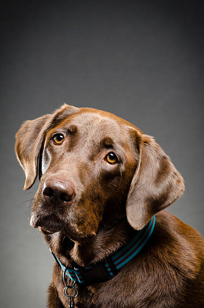 istock Portrait of a chocolate lab 516042015