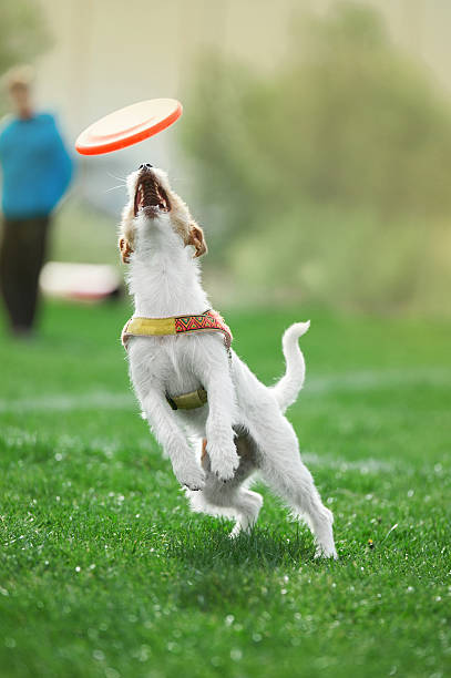 istock small dog jumps to catch the plastic disk 516042030