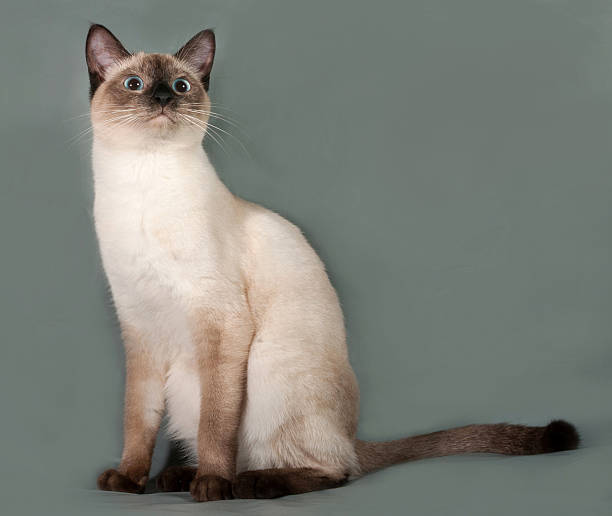 istock Thai cat with blue eyes sitting on gray 516042089
