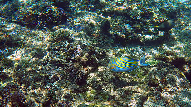 istock striped surgeonfish swimming above coral 516042352