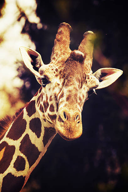 istock Close-up of male giraffe among trees 516043014