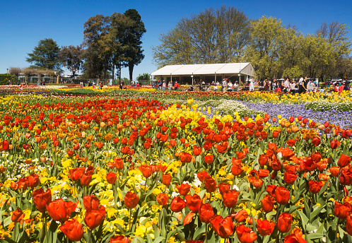 Tulips in bloom at the Floriade Festival in Canberra, marking the arrival of spring. The festival is free and held in Commonwealth Park.