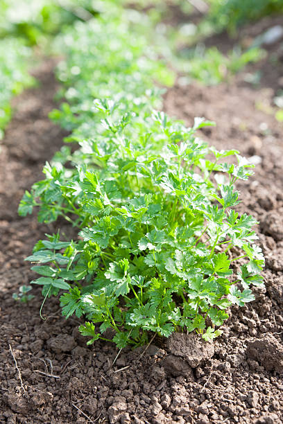 istock Fresh green spice parsley growing on cultivated garden. 516044596