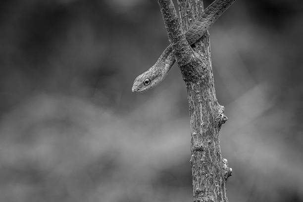 istock Green mamba in black and white 516045236