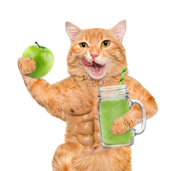istock Cat holding smoothie in a jar mug old. 516045244