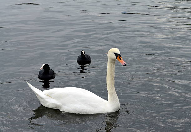 istock Swan and ducks swimming on a river 516045316