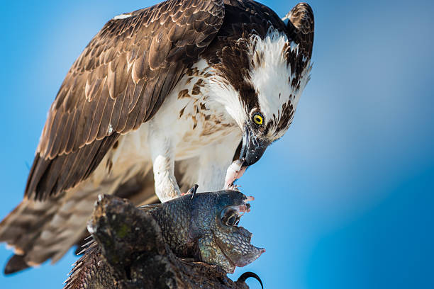 istock Osprey with Fish Pandion haliaetus also called fish eagle 516045434