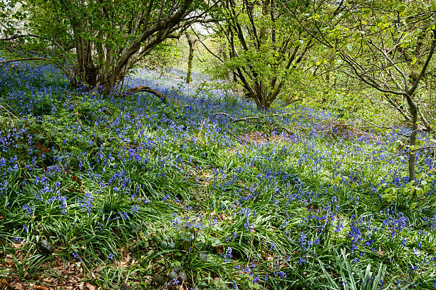 A mass of bluebells on a sunny spring day in Cheshire
