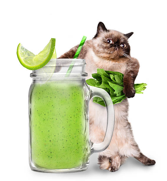 istock Cat holding smoothie in a jar mug old. 516046062