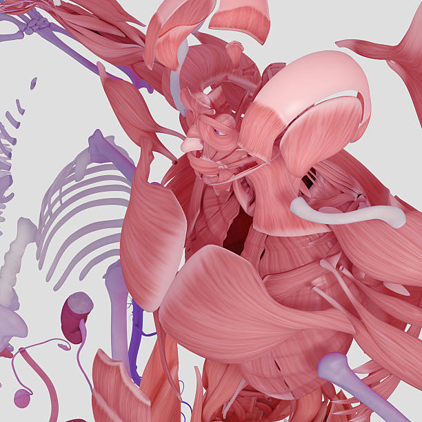istock Anatomy exploded view, deconstructed.Creative color palettes and designer detail. 516046272