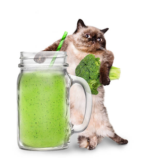 istock Cat holding smoothie in a jar mug old. 516046372