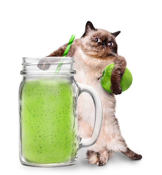istock Cat holding smoothie in a jar mug old . 516046872