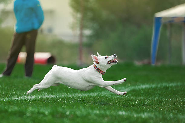 istock small white dog runs fast on green grass 516047518