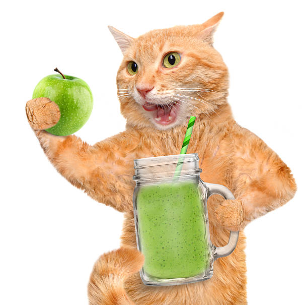 istock Cat holding smoothie in a jar mug old . 516047842