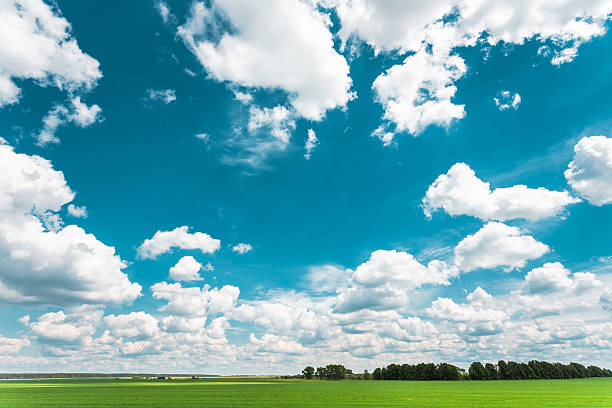 istock Amazing agricultural landscape with bright blue sky, white cloud 516048084