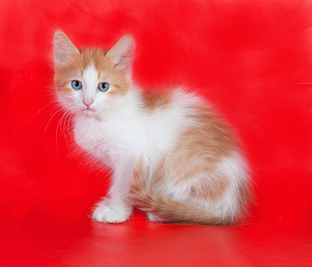 istock Small fluffy ginger and white kitten standing on red 516060631