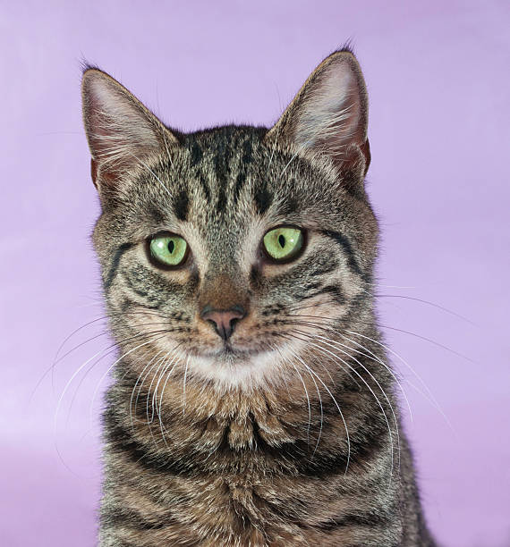 istock Tabby cat with green eyes on purple 516060693