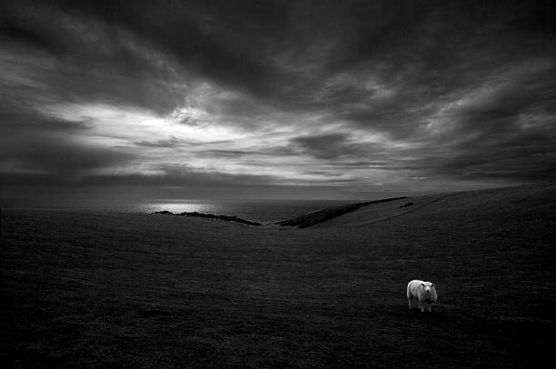 Lone sheep in dramatic monochrome landscape