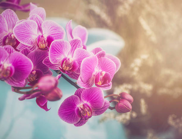 istock Delicate Pink Orchid Still Life 516061191