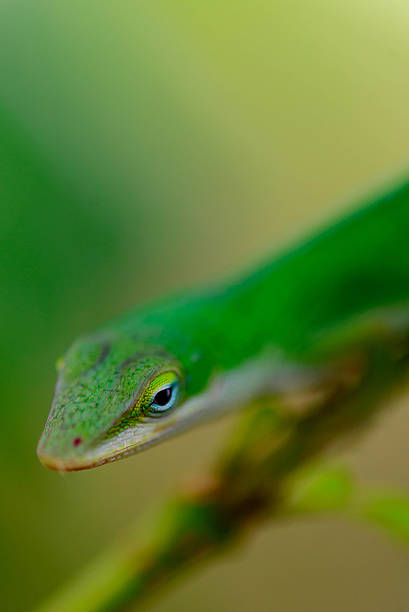 istock green gecko on a branch 516061531