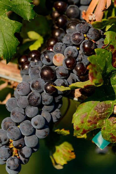 istock purple wine grapes in a vinyard 516061757