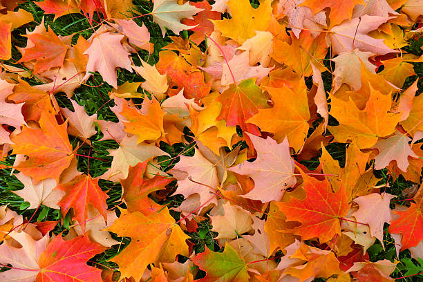 istock Colorful Autumn Leaves Natural Background 516062307