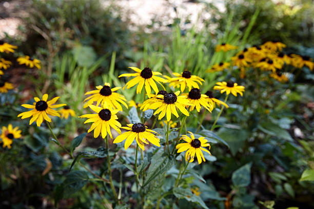 istock Yellow flowers growing in garden 516062841
