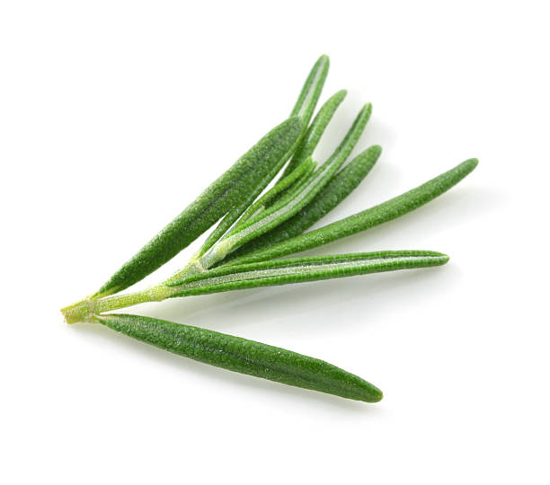 istock Sprigs of rosemary 516063267
