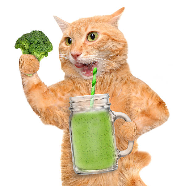istock Cat holding smoothie in a jar mug old . 516063714