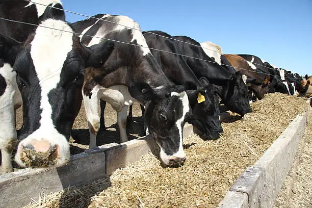Holstein Friesian dairy cows eating a mixed ration from a trough on a farm in Victoria, Australia.