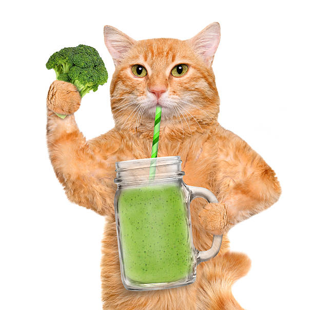 istock Cat holding smoothie in a jar mug old . 516064102