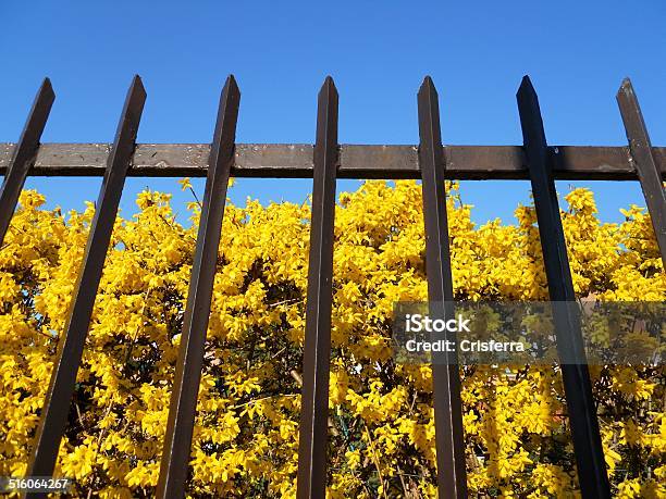 Forsizia Dietro La Staccionata - Fotografie stock e altre immagini di Acciaio - Acciaio, Albero, Ambientazione esterna