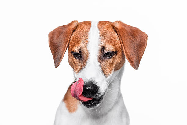 istock Happy dog Jack Russell terrier is posing on isolated background 516064410