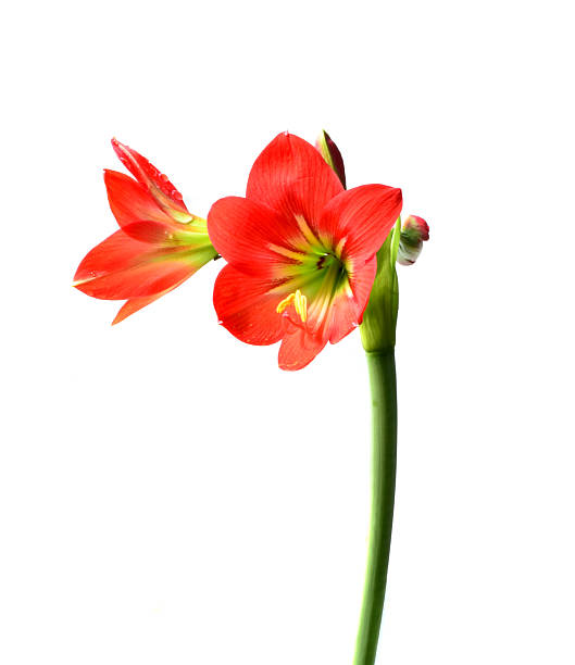 istock Hippeastrum johnsonii bury red flower. 516064455