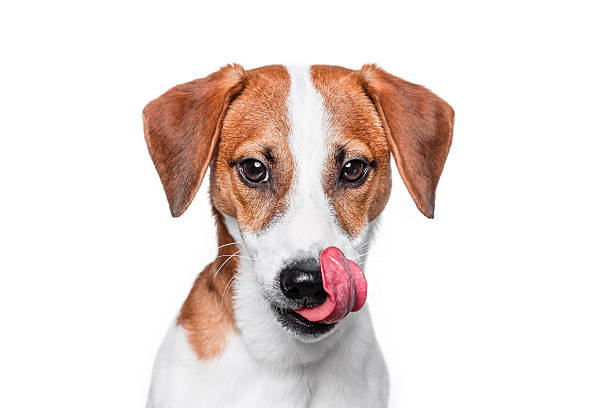 istock Happy dog Jack Russell terrier is posing on isolated background 516064482
