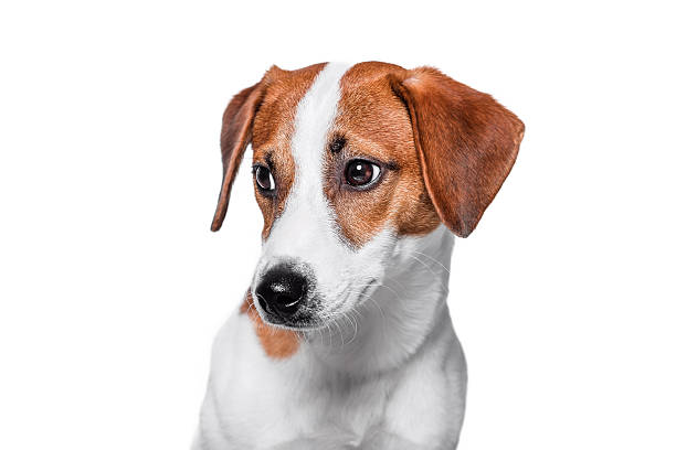 istock Happy dog Jack Russell terrier is posing on isolated background 516064682