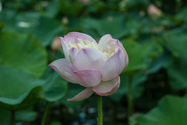istock flower in pai thailand 516065083