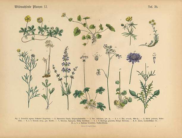 Wildflower and Medicinal Herbal Plants, Victorian Botanical Illustration Very Rare, Beautifully Illustrated Antique Engraved Victorian Botanical Illustration of Wildflowers, Medicinal and Herbal Plants: Plate 39, from The Book of Practical Botany in Word and Image (Lehrbuch der praktischen Pflanzenkunde in Wort und Bild), Published in 1886. Copyright has expired on this artwork. Digitally restored. potentilla anserina stock illustrations