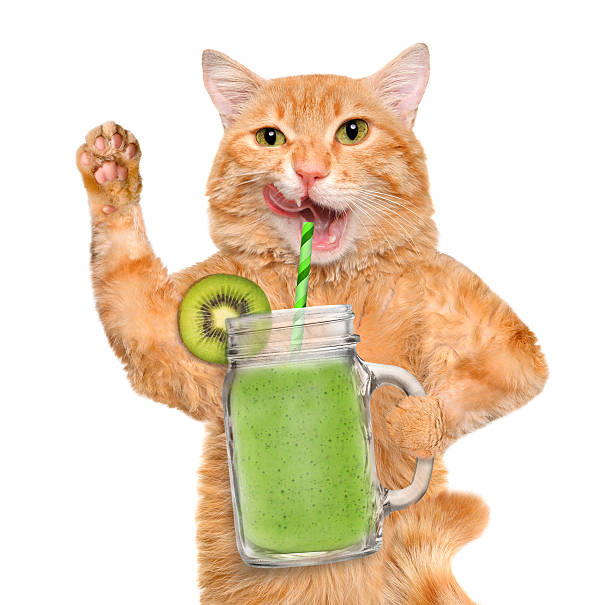 istock Cat holding smoothie in a jar mug old . 516065128