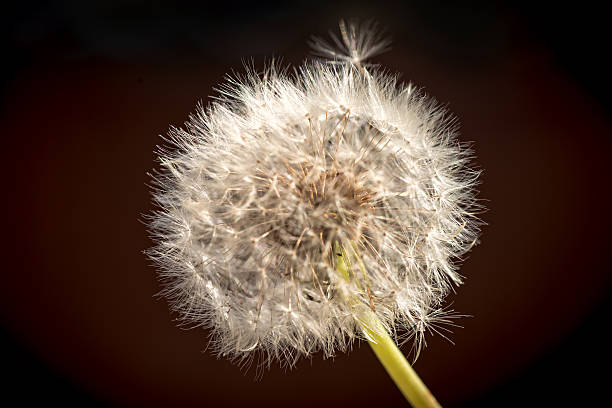 istock Dandelion Close-up Isolated With Brown Background 516065253