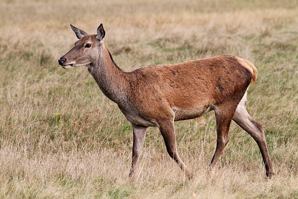 Red deer, cervus elaphus, female standing on meadow in summer nature. Wild hind looking to the camera on reed with blurred background. Herbivore animal watching on green field.