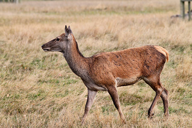 istock Red deer hind female walking profile 516065343
