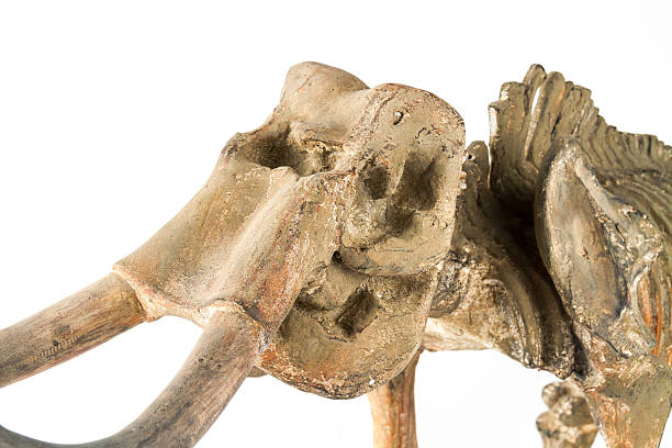 istock Skeleton of a mammoth 516065422