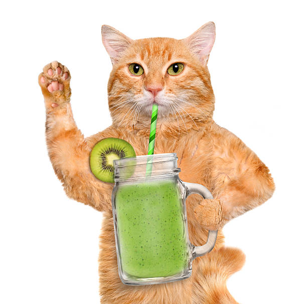 istock Cat holding smoothie in a jar mug old . 516065544