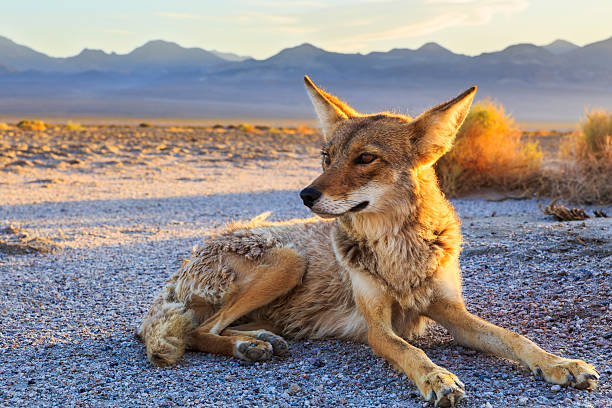 lone coyote de vous installer pour la nuit - panamint range photos et images de collection